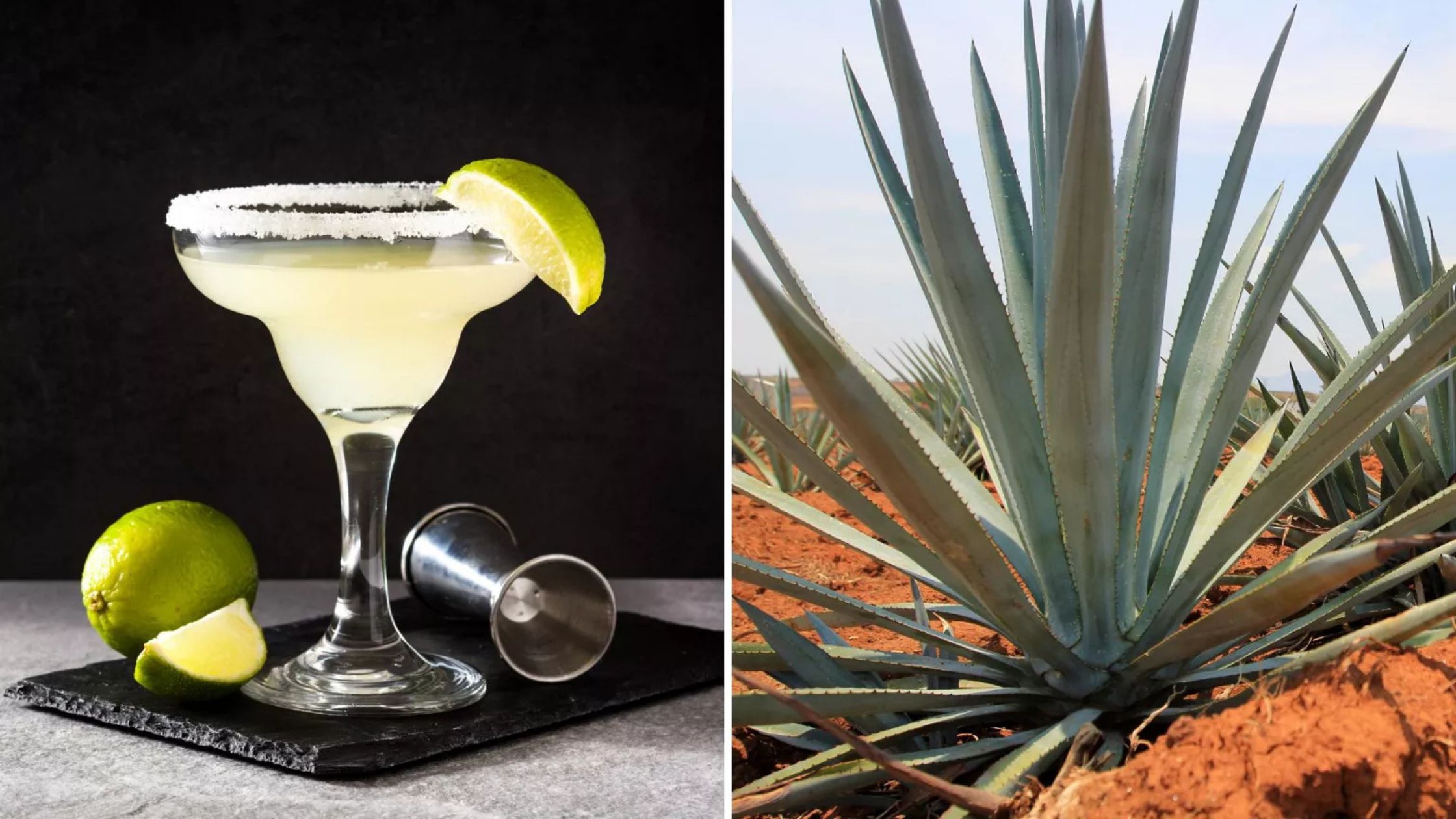 margarita